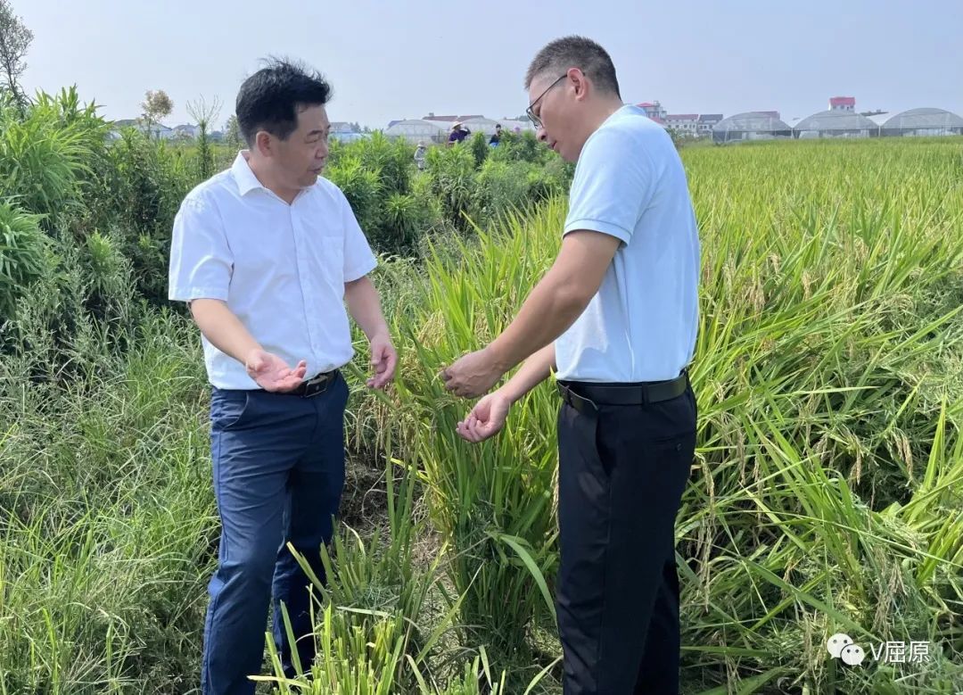 亩产 1680斤 ！ 省农科院科研团队来屈原管理区开展水稻单产提升行动测产验收