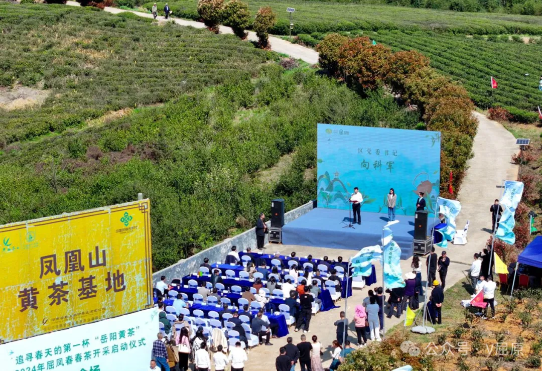 品尝春天里的第一口滋味 岳阳黄茶在屈原管理区举行开采仪式