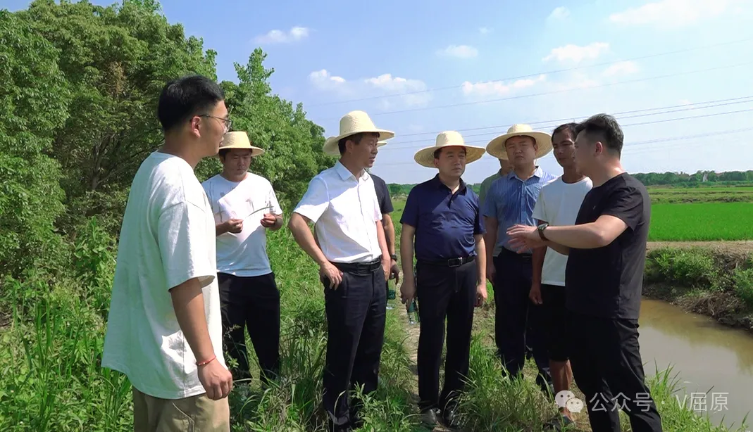 向科军调研全域水稻单产提升及千亩稻虾示范片生产情况