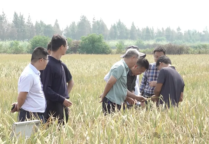 “十四五”国家重点研发项目--稻飞虱灾变机制与可持续防控技术研究的现场观摩活动在屈原管理区开展