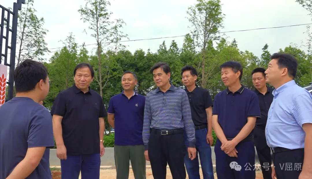 田间地头问农事 现场把脉“开良方”——柏连阳赴屈原管理区调研指导全域水稻单产提升行动