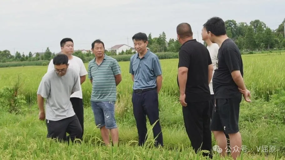 走进田间查实情 因苗施策促增收