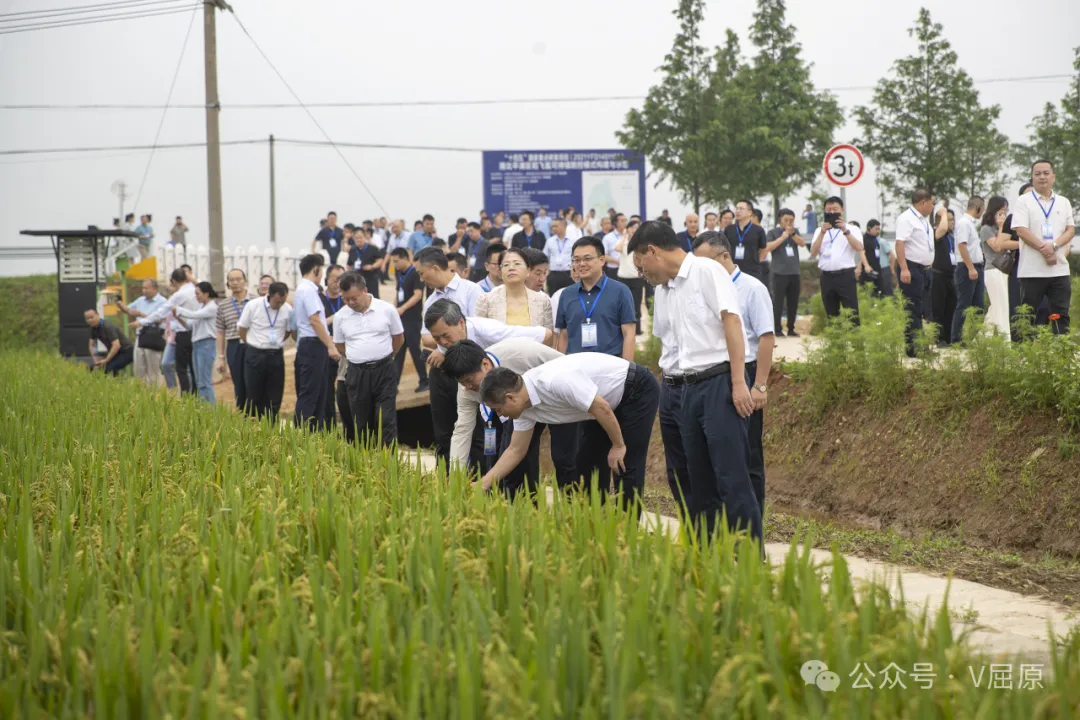 全省水稻大面积单产提升现场推进会在屈原管理区举行