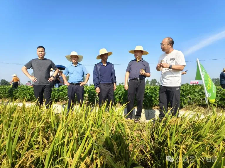 田間觀摩議新種 早稻測產(chǎn)喜豐收