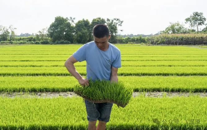 躬耕稻田15載，這對“夫妻檔”讓稻香滿溢鄉(xiāng)野