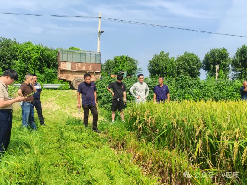 屈原管理區(qū)再生稻測產驗收獲佳績，  單產提升行動成效顯著