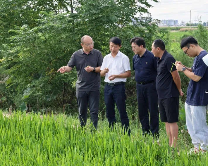 保秋糧穩(wěn)豐收 夯實農(nóng)業(yè)基礎(chǔ)——向科軍專題調(diào)研當(dāng)前農(nóng)業(yè)生產(chǎn)工作