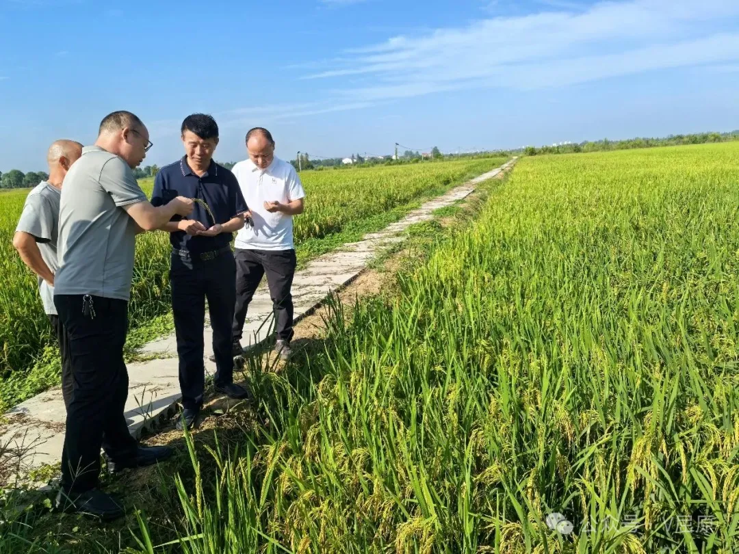 向科军调研金兴村全国水稻新品种试验示范基地