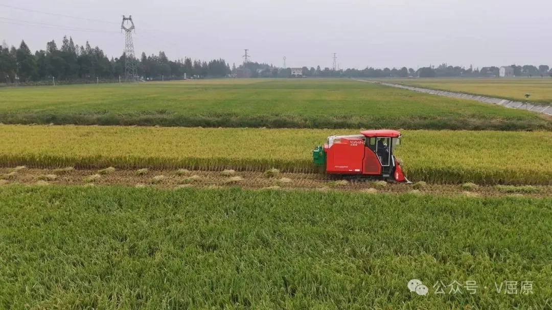 稻浪翻滚秋收忙