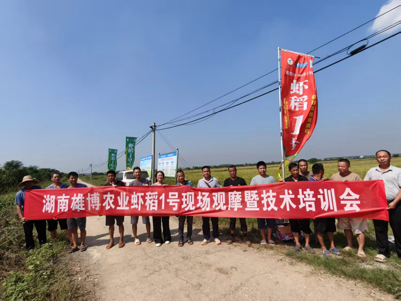 屈原管理区：科技赋能 助力优质稻增产增效