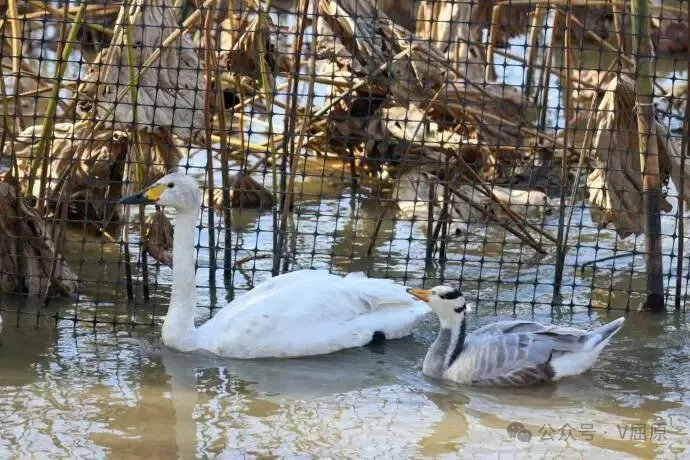 落单鸟类成挚友，居民护鸟暖人心
