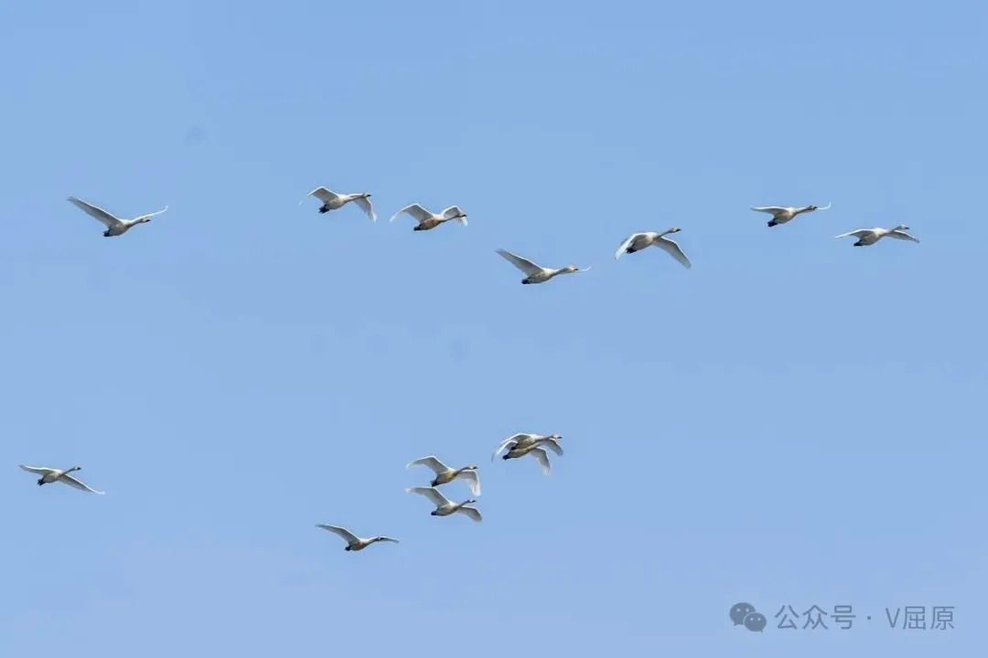 万鸟翔集的冬日嘉年华