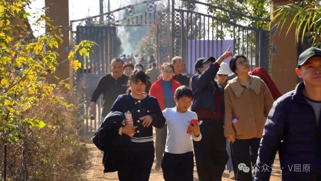 快来东古湖！近距离观赏西伯利亚小天鹅