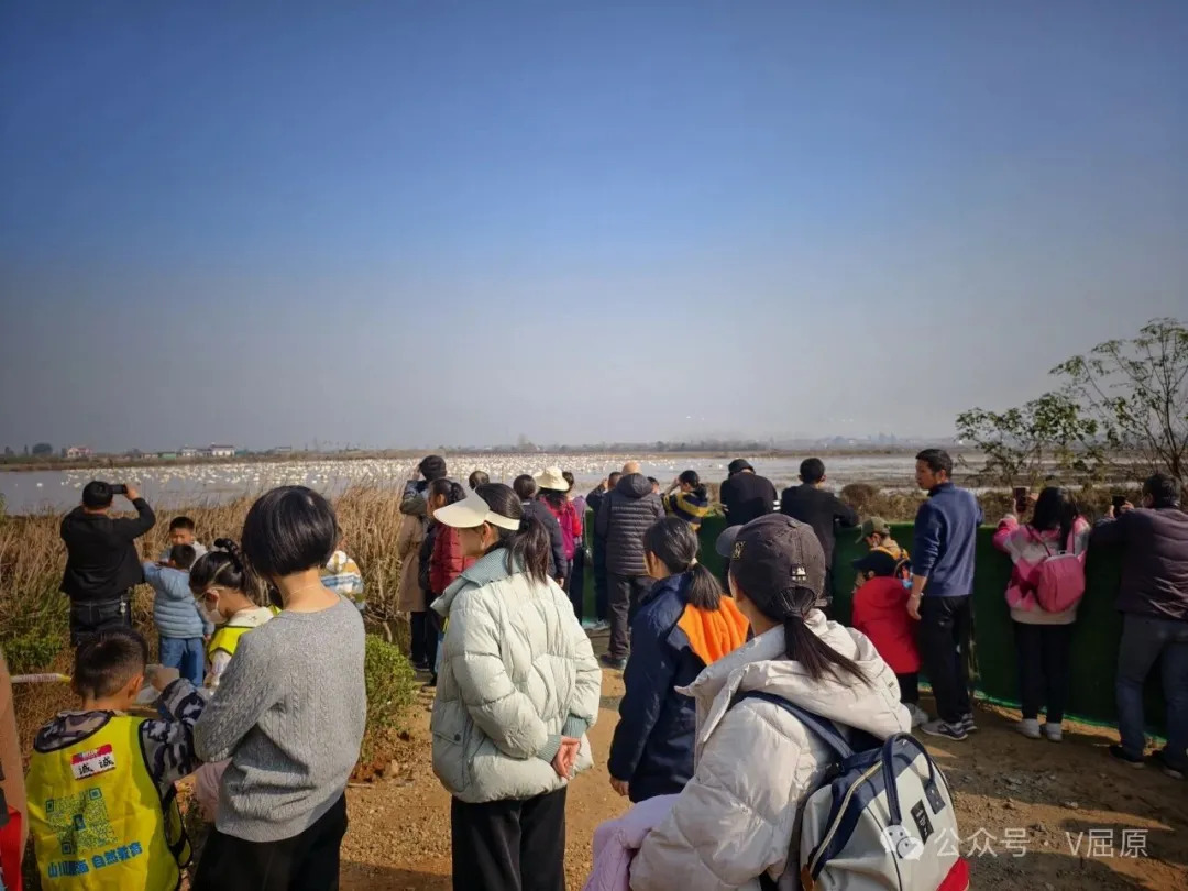 号外号外，今日东古湖人气爆棚！