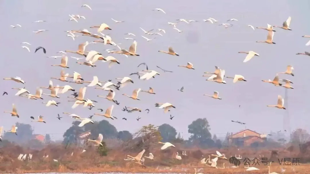 周末来袭  东古湖人气愈盛！