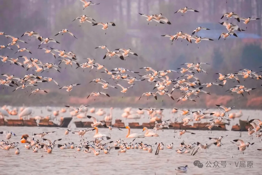 6万羽候鸟引来20万游客东古湖凭什么出圈成为全国观鸟胜地