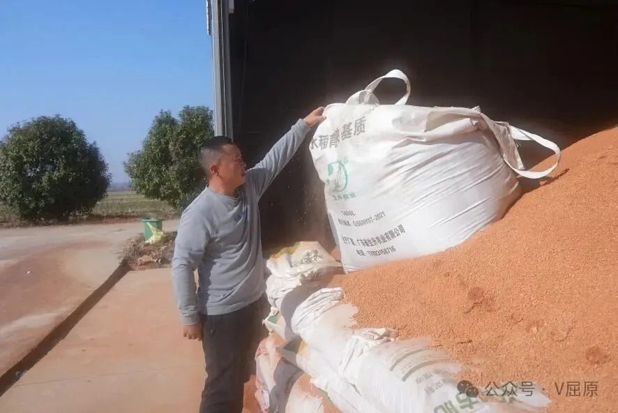 瞄准亩产再增百斤！横港父子冬闲备耕抢先机