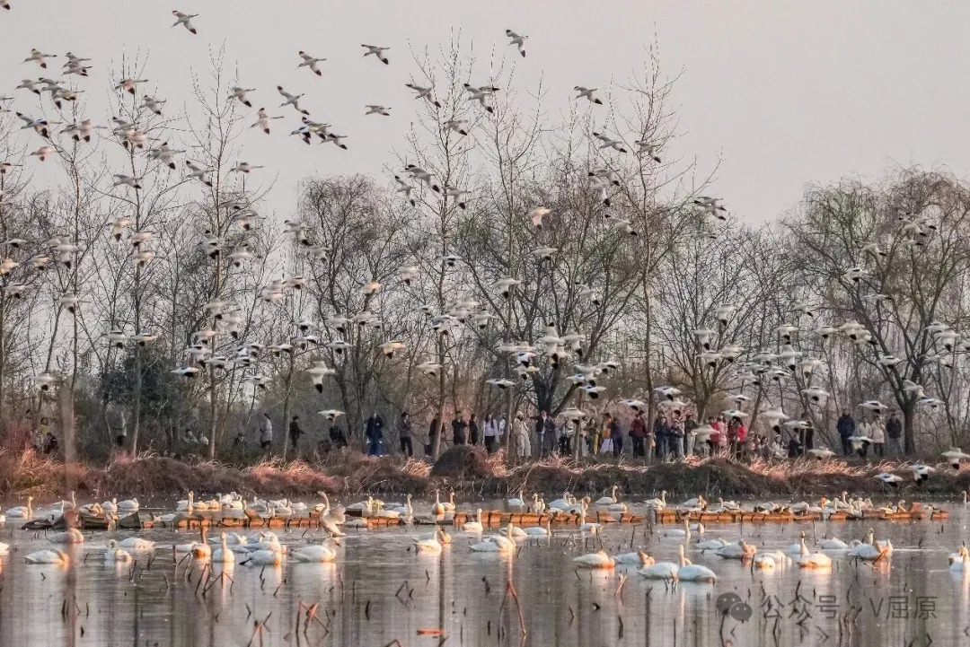 翩翩白鹤入画来 东古湖迎来120余只白鹤
