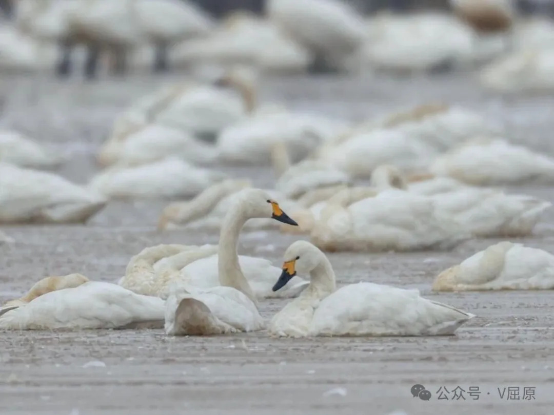 冰雪天鹅 舞动东古湖