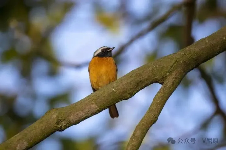 冬日枝头上的一抹橙红——北红尾鸲