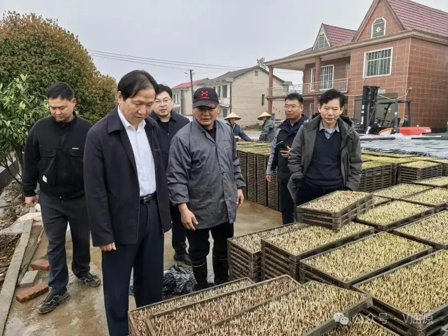 许靖波来我区调研指导早稻集中育秧工作