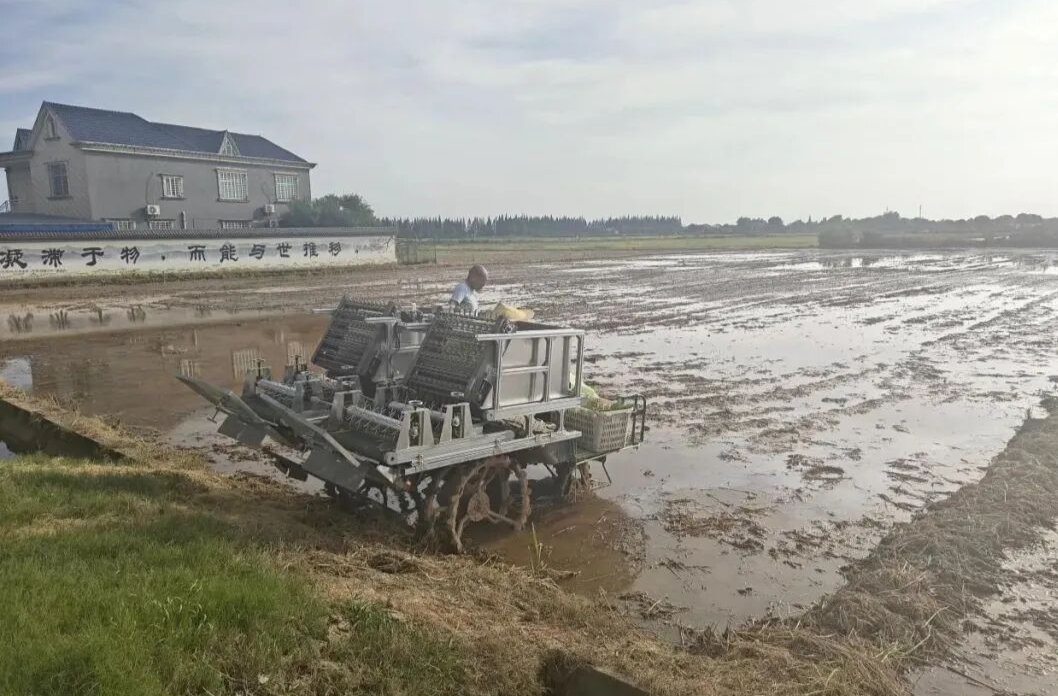凤凰乡：河泊潭村自序抛秧示范片“风景独好”