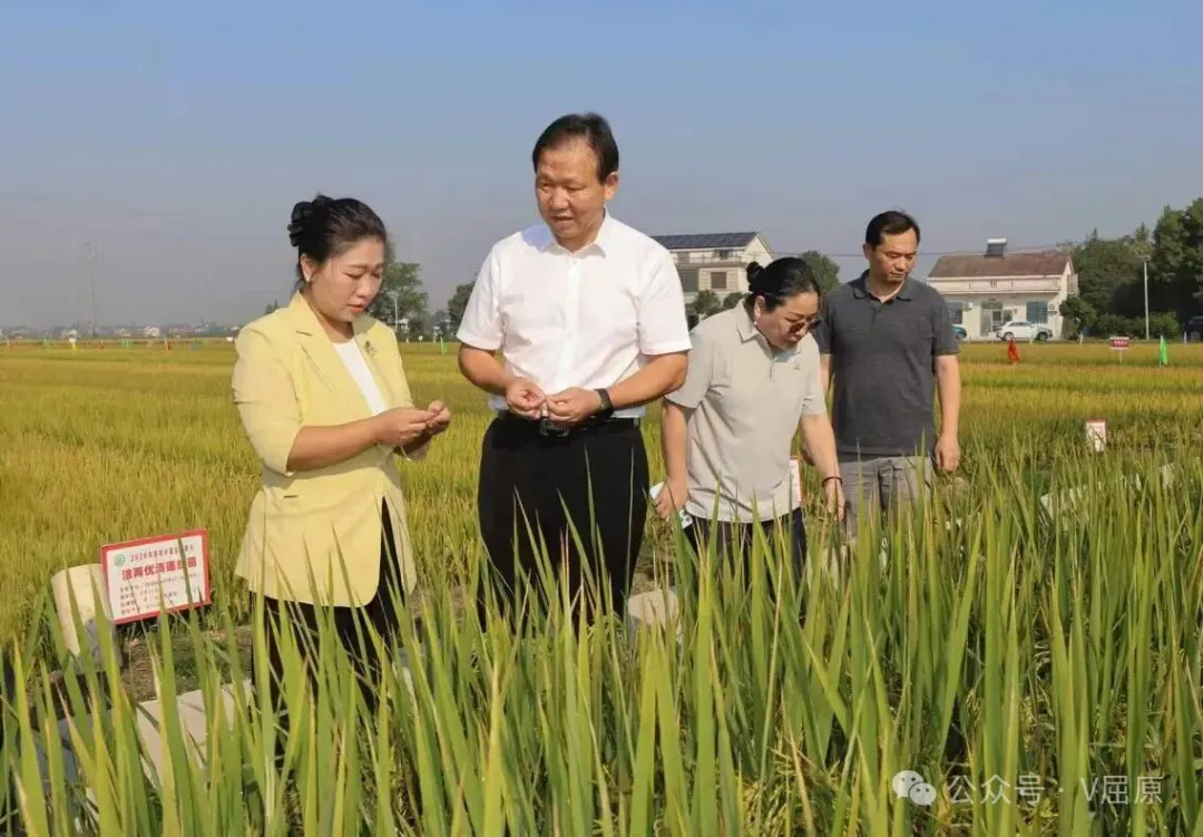 聚力低镉良种 共促种业振兴 绿色高产水稻（镉低积累）品种技术研讨会在屈原管理区举办