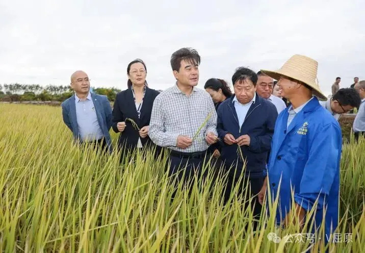 稻虾专用品种湖南岳阳千亩示范方现场观摩  与研讨会在屈原管理区举行
